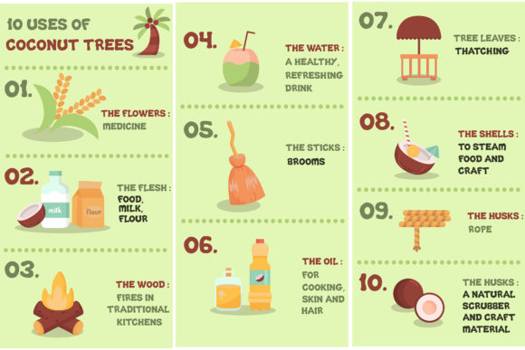 Coconut Trees Uses Infographic: Visual Insights for Practical Applications